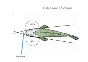 fishconeofvision